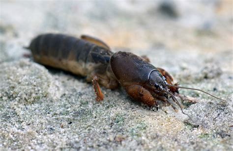 mole cricket control florida