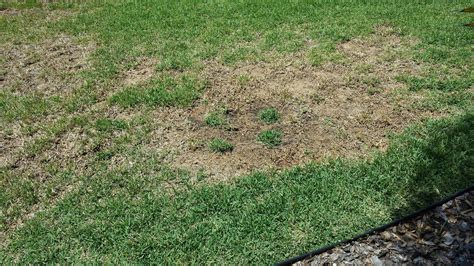 mole cricket damage bermuda grass