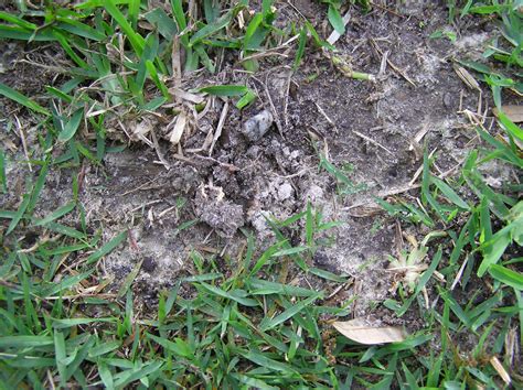 mole cricket grass damage