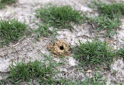 mole cricket mounds