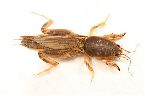 mole cricket pictures