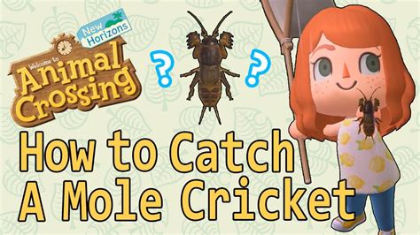 mole cricket sound acnh