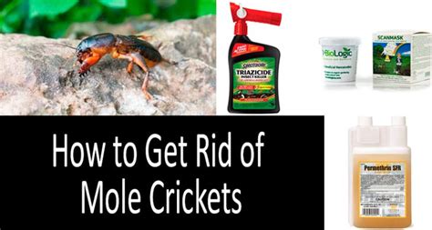 mole crickets pesticide