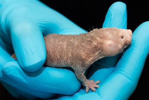 mole diseased rat