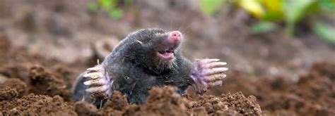 mole extermination near my country