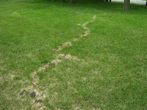 mole lawn damage pictures
