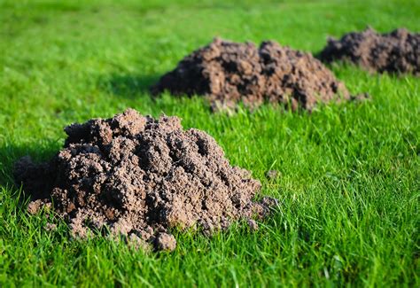 mole mounds in yard