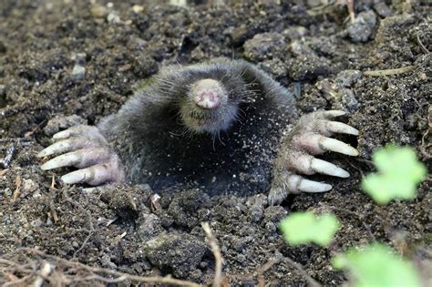 mole rodent removal reviews