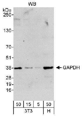 Molecular Weight Gapdh
