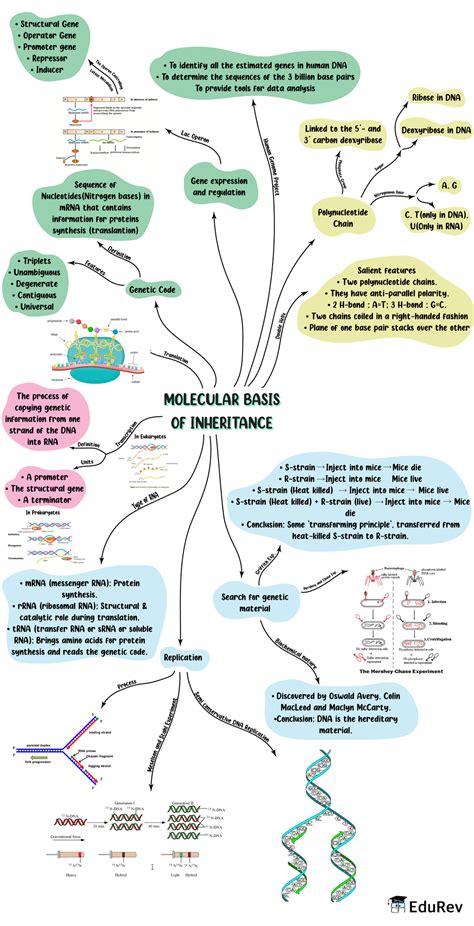 Here Molecular Basis Of Inheritance Mind Map New