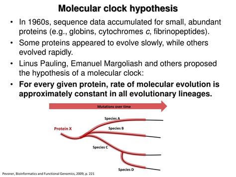 Molecular Clock Hypothesis Examples