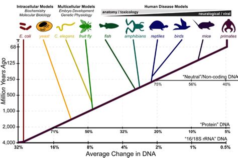 Molecular Clock In Evolution