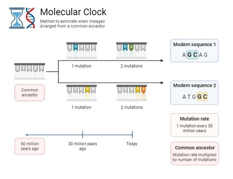Molecular Clock Technique