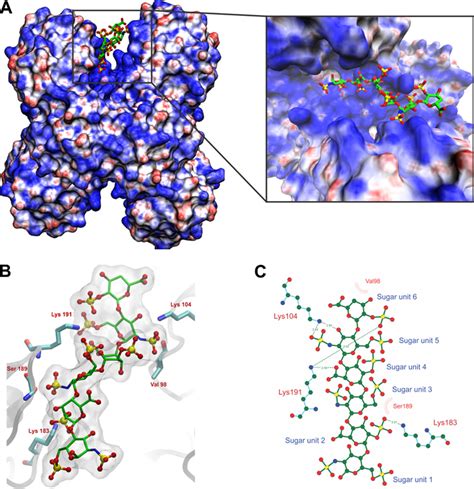 molecular docking simulation