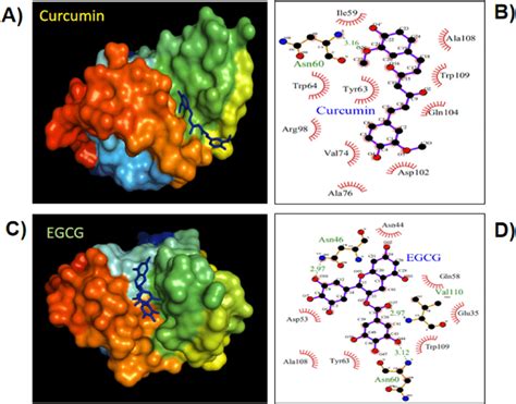 molecular docking studies of curcumin