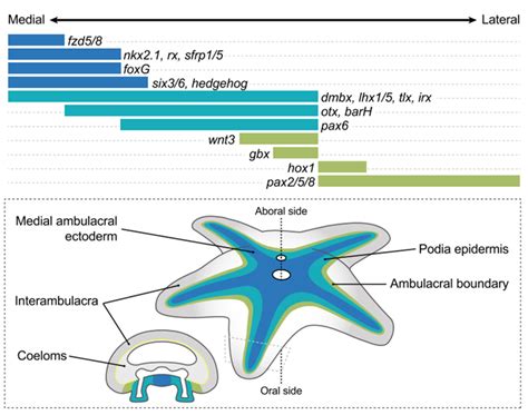 Molecular Evidence Of Anteroposterior Patterning In Adult Echinoderms