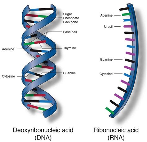 molecular structure of nucleic acids nature