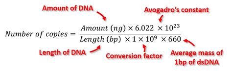 molecular weight calculator rna