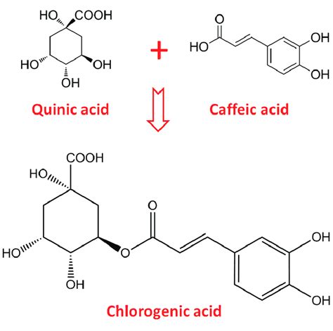 molecular weight of chlorogenic acid