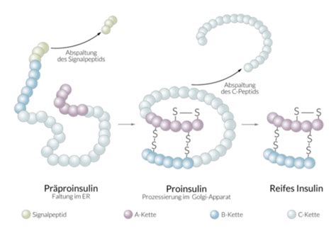 Molecule Flash Cards Printable Free