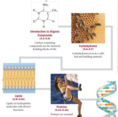 molecules of cells quizlet