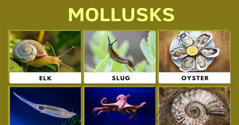 mollusks are a type of fish. true false