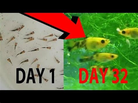 Snakehead Fry Growth Rate My Aquarium Club
