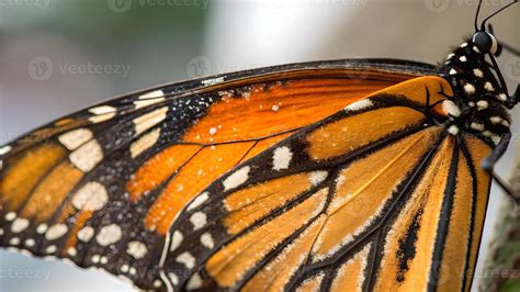 Monarch Butterfly Close Up