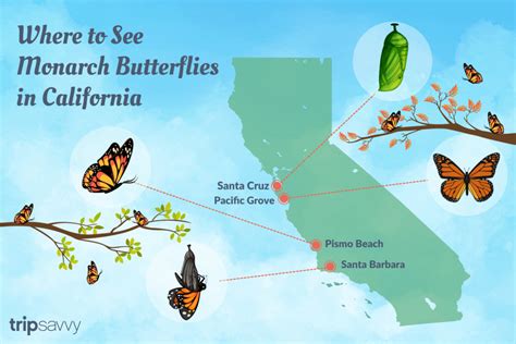 monarch migration in california