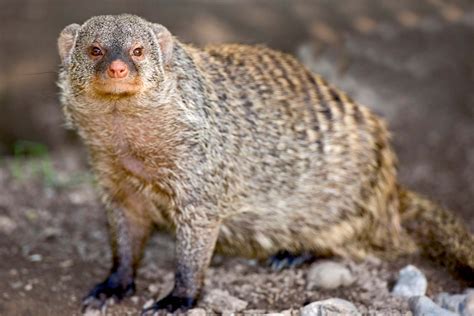 mongoose