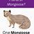 mongoose plural form