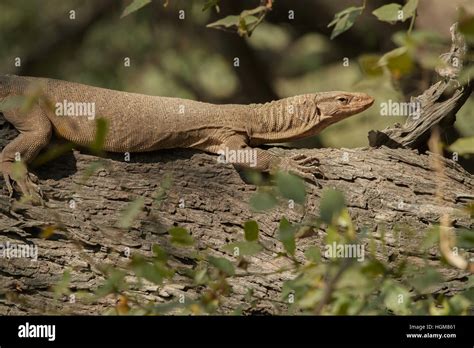 Monitor Lizard Ghana