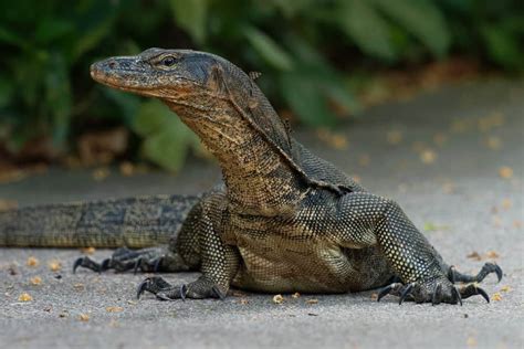 monitor lizard in chinese