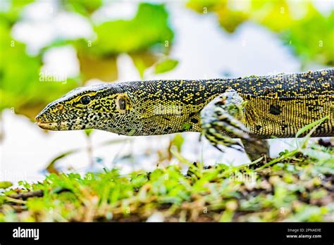 Monitor Lizard Jiji