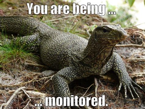 Monitor Lizard Meme