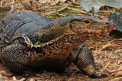 Monitor Lizard News Video