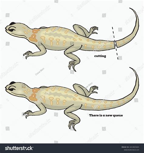 Monitor Lizard Reproduce Asexually