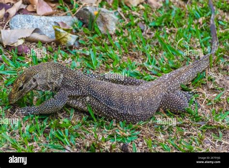 monitor lizard singapore botanic garden