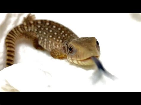 Monitor Lizard Unboxing