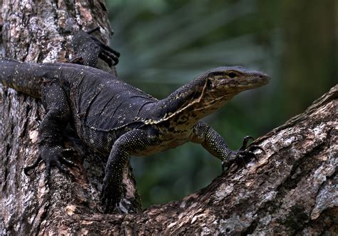 Monitor Lizards Bali
