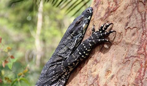 Monitor Lizards Nsw