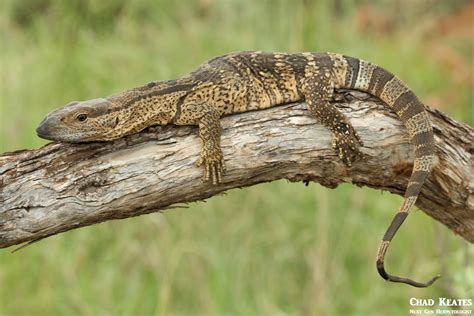 monitor lizards of africa