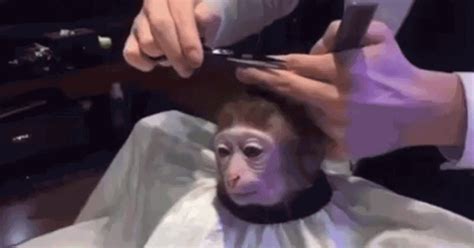 Invest in Monkey Haircut memes now! MemeEconomy