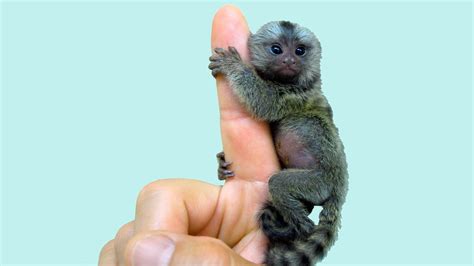 Monkey And Finger