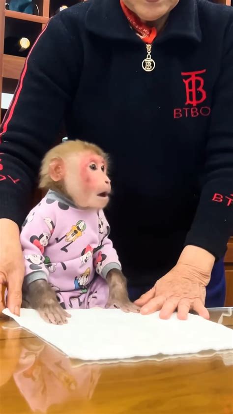 monkey bibi wikipedia