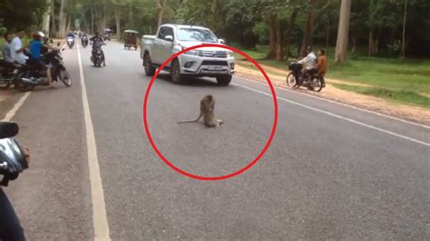 monkey car crash