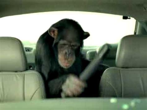 monkey car theft