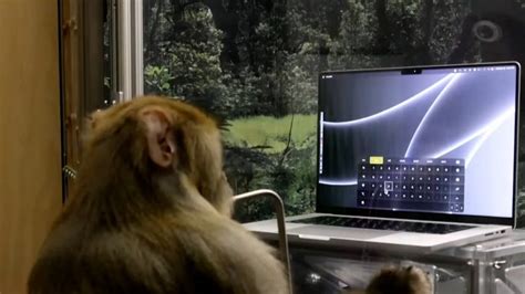 monkey chat typing