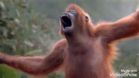 monkey dance video