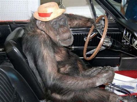 monkey driving car